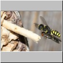 Ectemnius cavifrons oder ruficornis - Grabwespe w09a 11mm beim Nesteintrag - Platycheirus albimanus - Schwebfliege .jpg